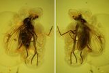 Fossil Fly (Diptera) In Baltic Amber With Very Detailed Eyes #145481-1